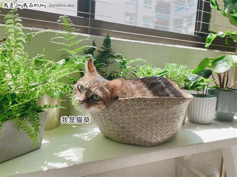 夢到小貓 門口 植物